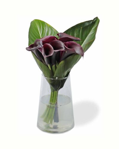 Dark Purple Calla Class