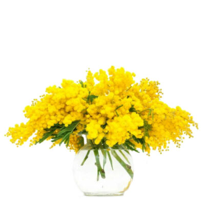 Mimosa Acacia Flowers - Image 2