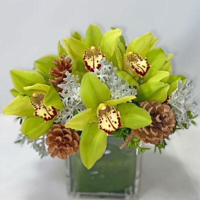 Festive Orchids