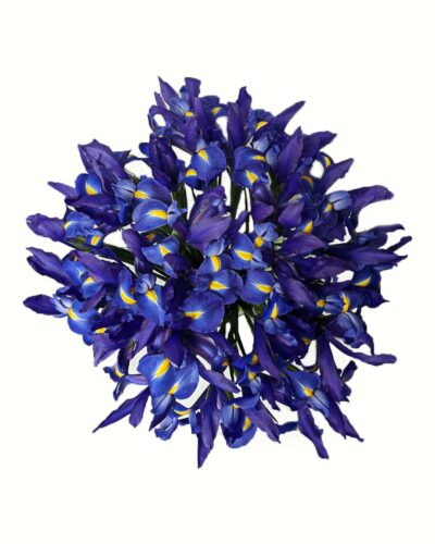 Iris - Image 2