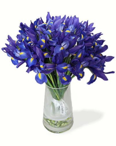 Iris