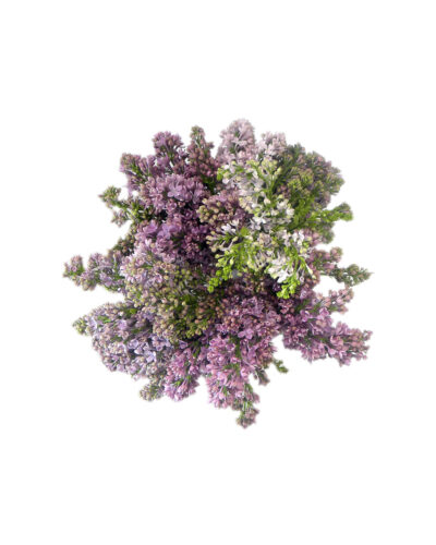 Lovely Lilacs - Image 2