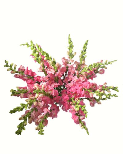 Pink Snaps - Image 2