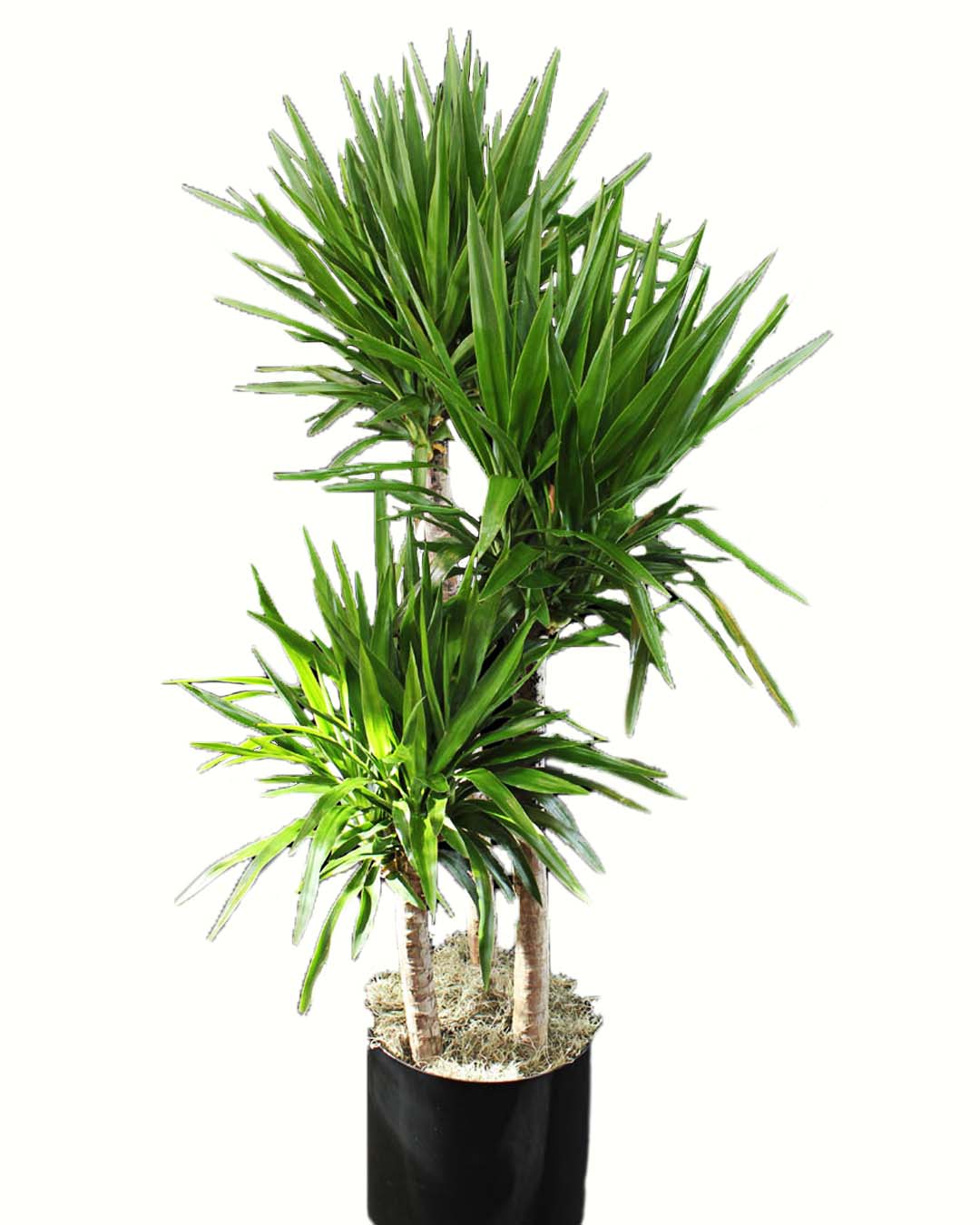 Yucca Cane Plant - Ariston Flowers