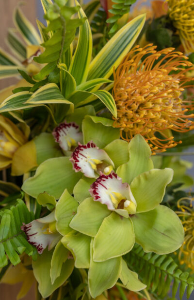 Tropicana - Image 2