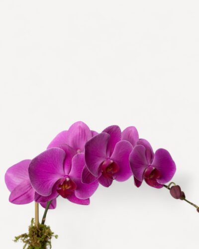 Orchid-2004 - Image 2
