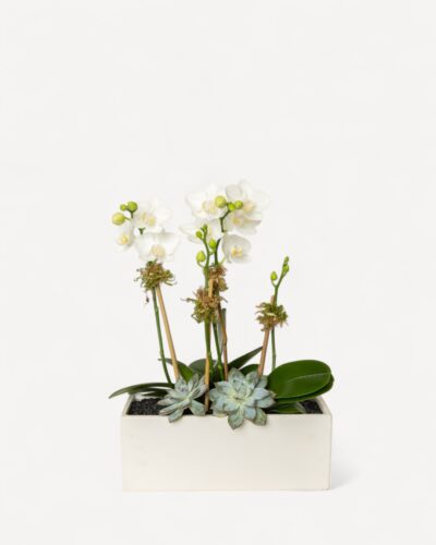 Orchid-2011