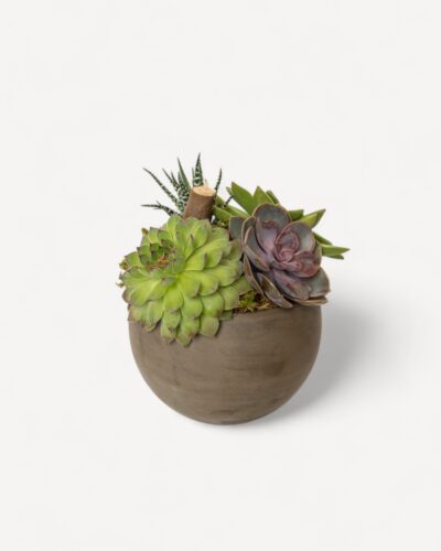 Succulent garden 103