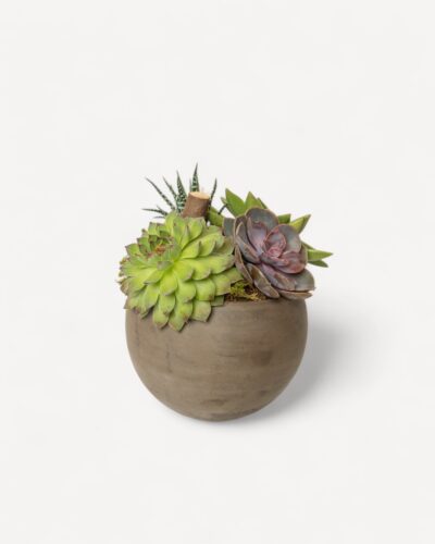 Succulent garden 103 - Image 2