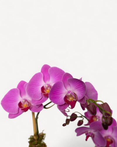 Orchid-2005 - Image 2