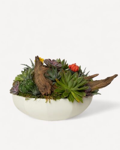Succulent garden 260