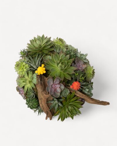 Succulent garden 260 - Image 3