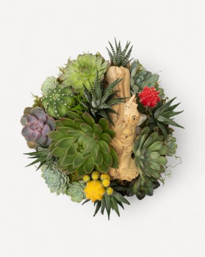 Succulent garden 260 - Image 2