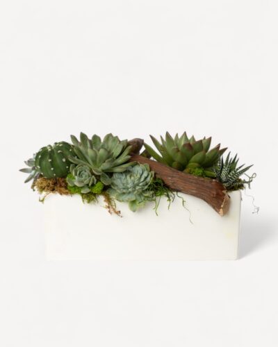 Succulent garden 250