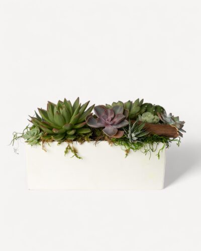 Succulent garden 250 - Image 2