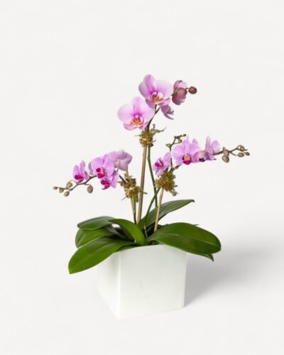 Orchid-2010 - Image 2