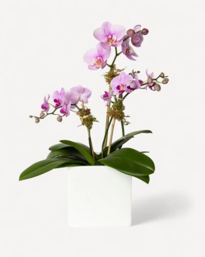 Orchid-2010