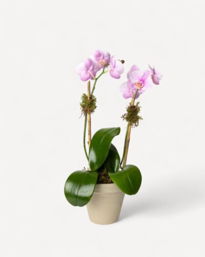 Orchid-2009