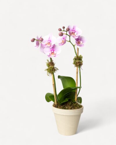 Orchid-2009 - Image 2