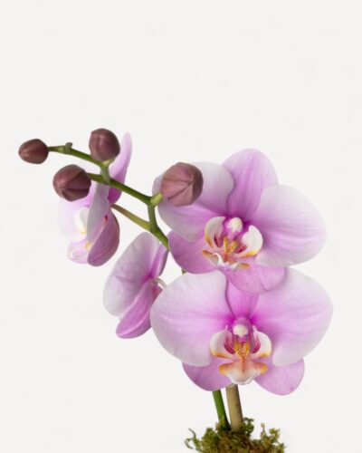 Orchid-2009 - Image 3
