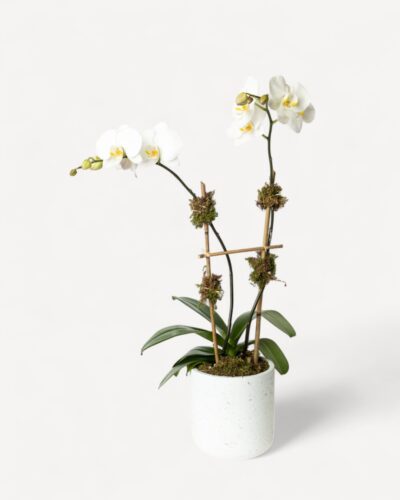 Orchid-2007