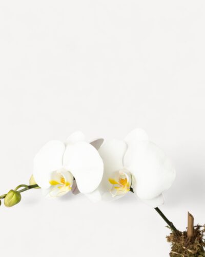 Orchid-2007 - Image 2