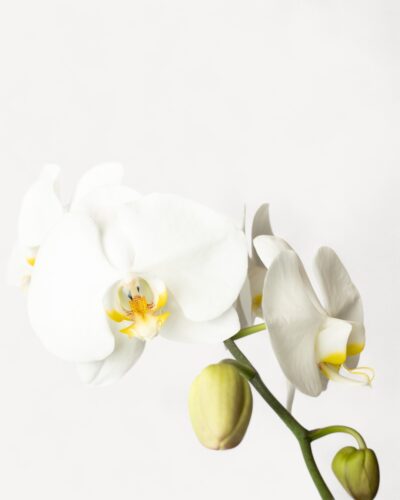 Orchid-2007 - Image 3