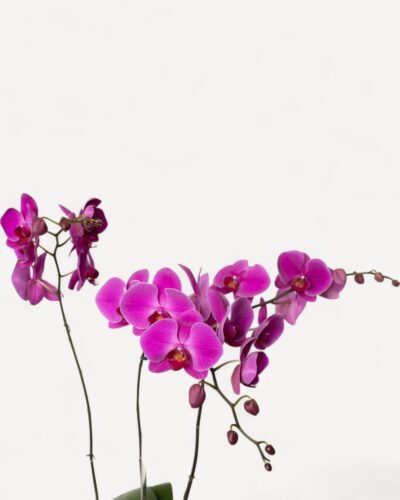 Orchid-2002 - Image 2