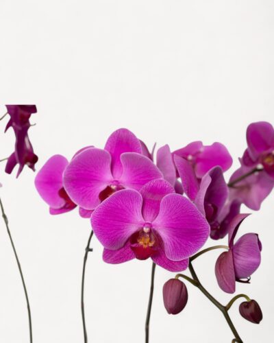 Orchid-2002 - Image 3