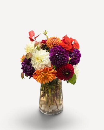 The Dahlia Edit